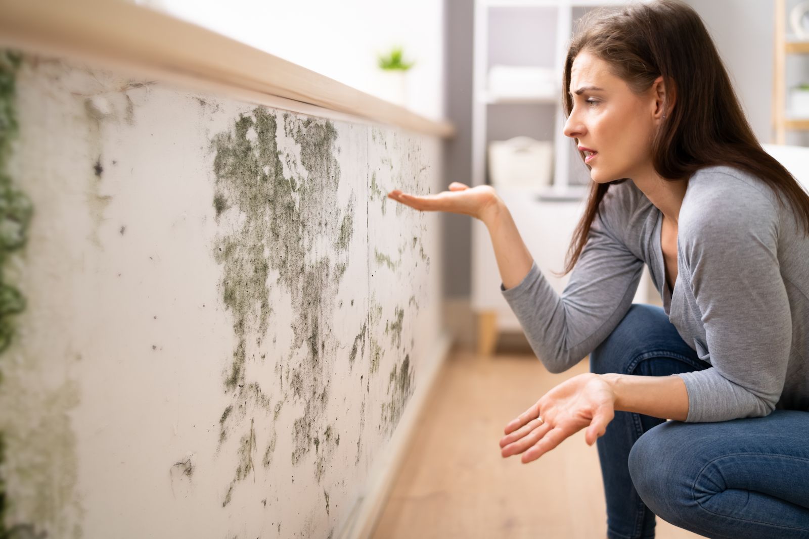 Defeating Mold Damage: No Fuss Solutions at Your Service Image