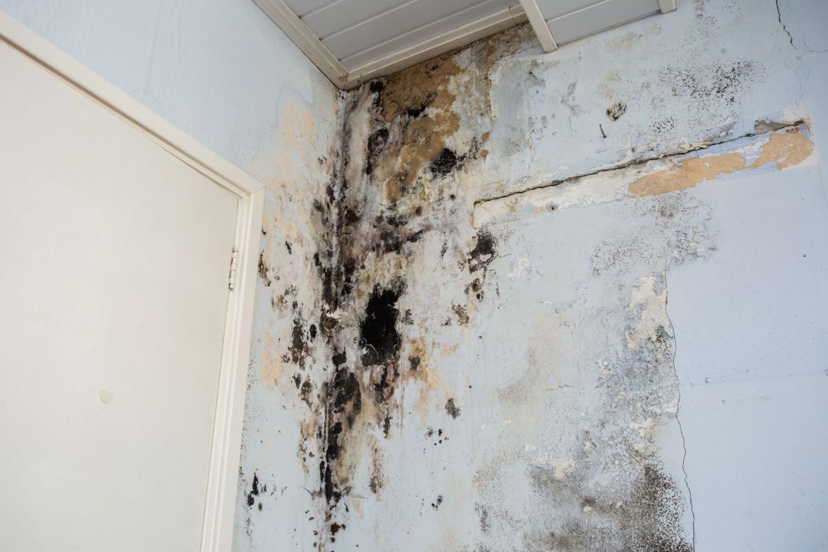 Mold Damage Troubles? We're Your Trusted Restoration Specialists Image